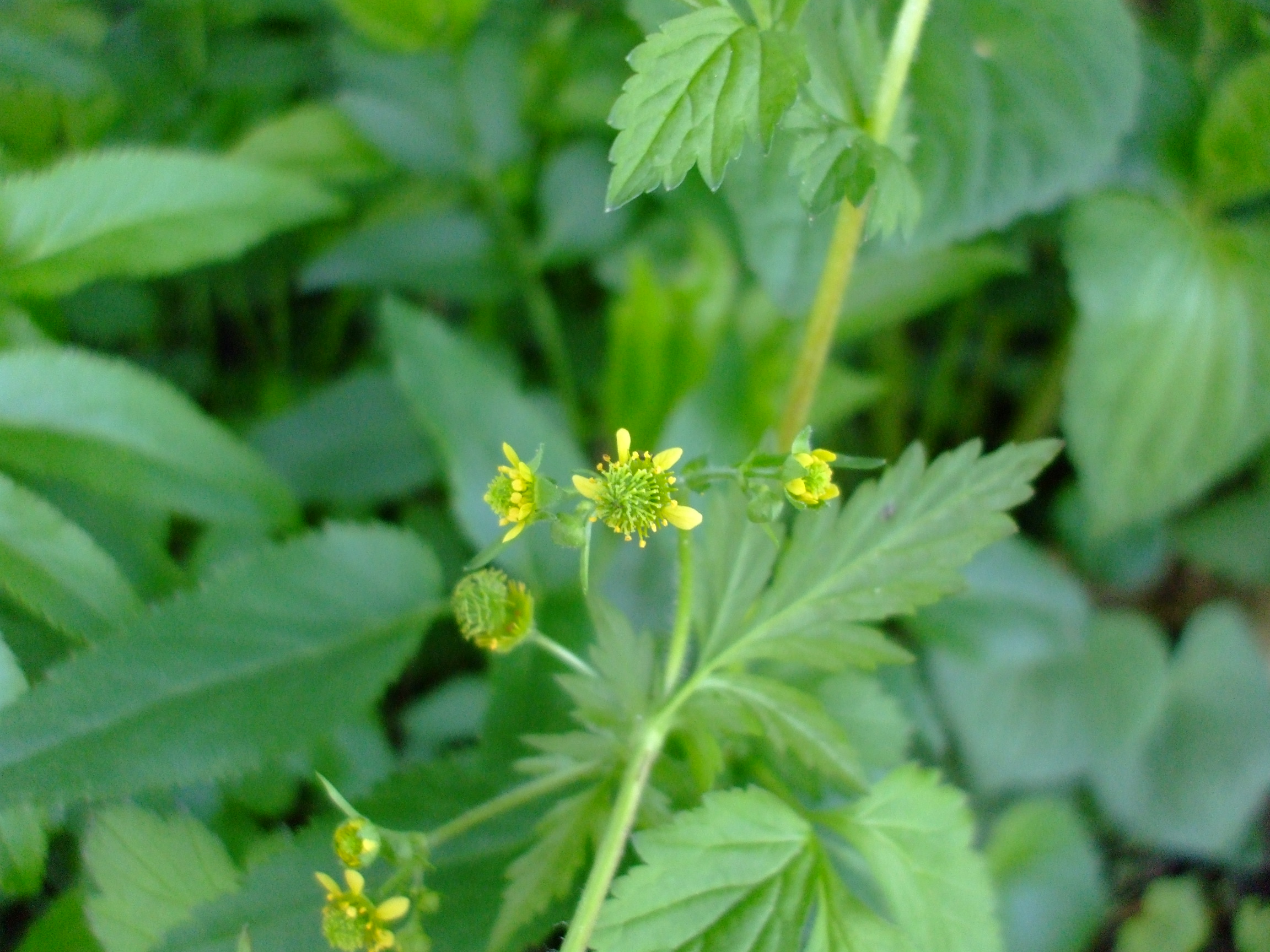 Geum vernum